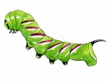 Illustration of Privet Hawh Moth Caterpillar (Sphinx ligustri) (#1337)