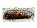 Illustration of Privet Hawh Moth Pupae (Sphinx ligustri) (#1344)