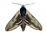 Illustration of Privet Hawh Moth (Sphinx ligustri) (#1339)