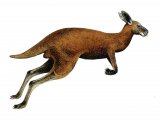 Illustration of Procoptodon (#0653)
