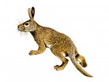 Illustration of Protypotherium (#0652)