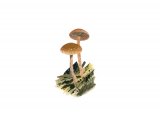 Illustration of Psilocybe crobula (#4282)
