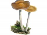 Illustration of Psilocybe cyanescens (Blueleg Brownie) (#4254)