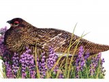 Illustration of Ptarmigan (Lagopus muta) (#1619)