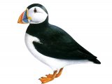 Illustration of Puffin (Fratercula arctica) (#3641)