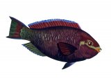 Illustration of Purple Parrotfish (#1010)
