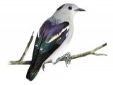 Illustration of Purple-backed Starling (male) Sturnia sturnina (#2224)