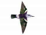 Illustration of Purple-backed Starling (male) Sturnia sturnina (#2225)