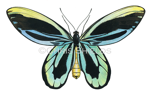 Illustration of Queen Alexandra's Birdwing male (Ornithoptera alexandrae) (#4541)