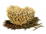 Illustration of Ramaria flaccida (#1952)