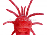 Illustration of Red Spider Mite (Eutrombidium rostratus) (#3164)