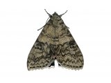 Illustration of Red Underwing (Catocala nupta) (#2469)