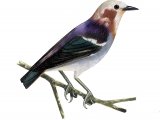 Illustration of Red-cheeked Starling (male) Sturnia philippensis (#2234)