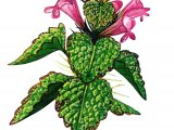 Illustration of Red dead-nettle (Lamium purpureum) (#0473)