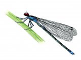 Illustration of Damselfly (Red-eyed) Erythromma najas (#1268)