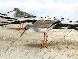 Illustration of Redshank (Tringa totanus) (#1820)