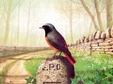 Illustration of Redstart (Phoenicurus phoenicurus) (#1824)