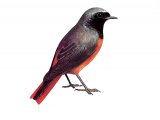 Illustration of Redstart (Phoenicurus phoenicurus) (#3644)