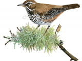 Illustration of Redwing (Turdus iliacus) (#4693)