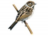 Illustration of Reed Bunting female (Emberiza schoeniclus) (#1216)