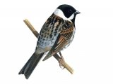 Illustration of Reed Bunting male (Emberiza schoeniclus) (#1217)