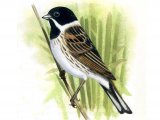 Illustration of Reed Bunting male (Emberiza schoeniclus) (#3655)