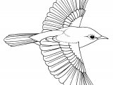Illustration of Reed Warbler (Acrocephalus scirpaceus (BD0574 (#1206)