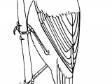 Illustration of Reed Warbler (Acrocephalus scirpaceus) (#1207)