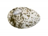 Illustration of Reed Warbler egg (Acrocophalus scirpaceus) (#3305)