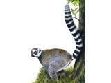 Illustration of Ring-tailed Lemur (Lemur catta) (#0290)
