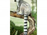Illustration of Ring-tailed Lemur (Lemur catta) (#2357)