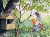 Illustration of Robin & nestbox (Erithacus rubecula) (#0432)