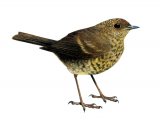Illustration of Robin juvenile (Erithacus rubecula) (#1229)