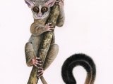 Illustration of Rondo dwarf galago (Galagoides rondoensis) (#3737)