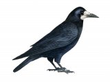 Illustration of Rook (Corvus frugilegus) (#1180)