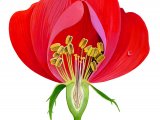 Illustration of Rose cut-away (#3727)