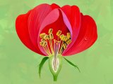 Illustration of Rose cut-away (#4383)