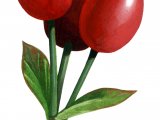 Illustration of Rose Hips (Rosa rugosa) (#1507)