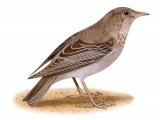 Illustration of Rose-coloured Starling female (Pastor roseus) (#3318)
