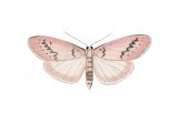 Illustration of Rosy Footman (Miltochrista miniata) (#2885)