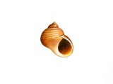 Illustration of Rough Periwinkle (Littorina saxatilis) (#0808)