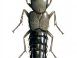 Illustration of Rove Beetle (Ontholestes murinus) (#2950)