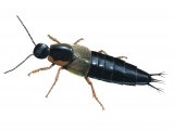 Illustration of Rove Beetle (Philonthus marginatus) (#2680)