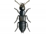Illustration of Rove Beetle (Philonthus politus) (#2098)