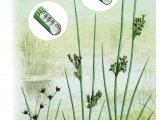 Illustration of Rushes (Juncus) L to R - Bulbous Rush, Hard Rush & Soft Rush (#0841)