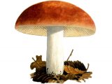 Illustration of Russula aurora (#2651)