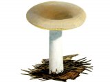 Illustration of Russula cessans (#1714)