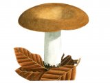 Illustration of Russula curtipes (#1884)
