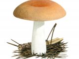 Illustration of Russula decolorans (#1889)