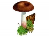 Illustration of Russula nitida (#1842)